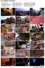 Watch National Geographic Monkey Thieves: Heroes - Villains 9movies
