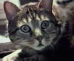 Watch Cat Listening to Music (Short 1988) 9movies