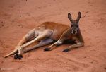 Watch Big Red: The Kangaroo King 9movies