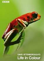 Watch Attenborough's Life in Colour 9movies