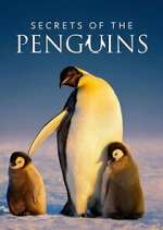 Watch Secrets of the Penguins 9movies
