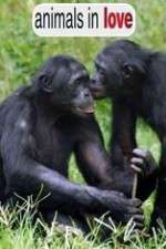 Watch Animals in Love 9movies