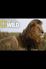 Watch Animal ER Live 9movies